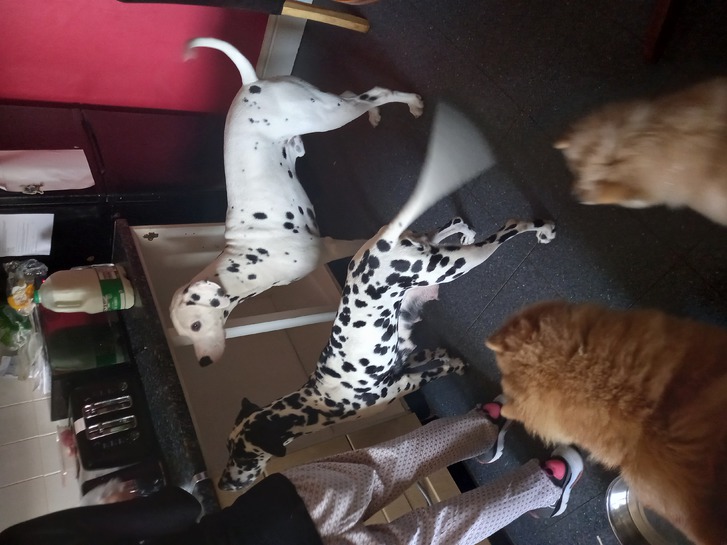 Dalmatian puppies for sale boy and girl ready to leave 6th Dec but will keep to.xmas eve as long as you pay half up front 3 Dalmatian puppies for sale boy and girl ready to leave 6th Dec but will keep to.xmas eve as long as you pay half up front Animals 3