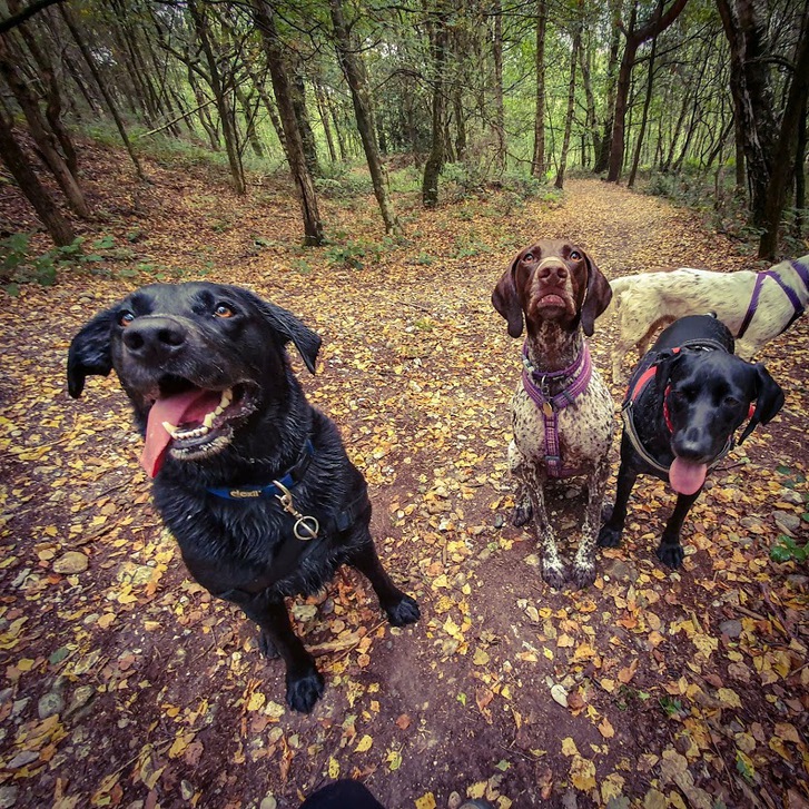 Dog Adventures 2 Dog Adventures Animals 2