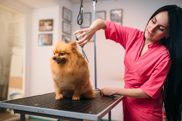 Dog Grooming LTD 2 Dog Grooming LTD Animals 2