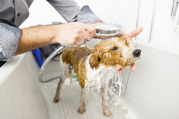 Dog Grooming LTD 4 Dog Grooming LTD Animals 4