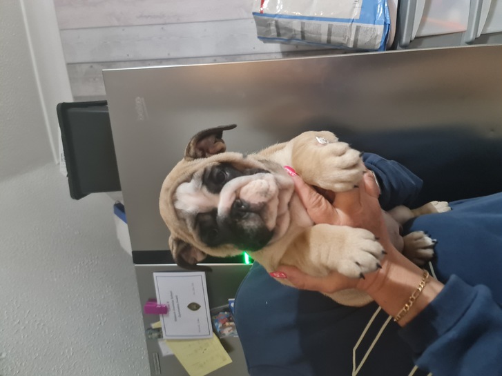 English bulldog puppies  Animals