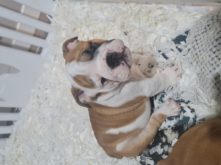 English bulldog puppies  Animals 3