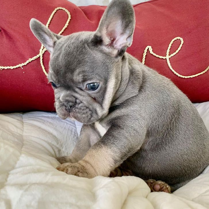 Excellent French Bulldog Puppies  Animals