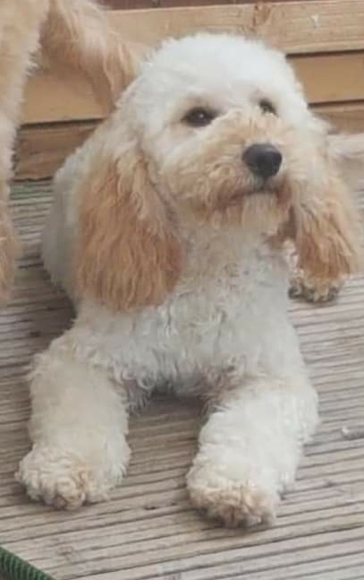 F1B Cockapoo puppies 2 F1B Cockapoo puppies Animals 2