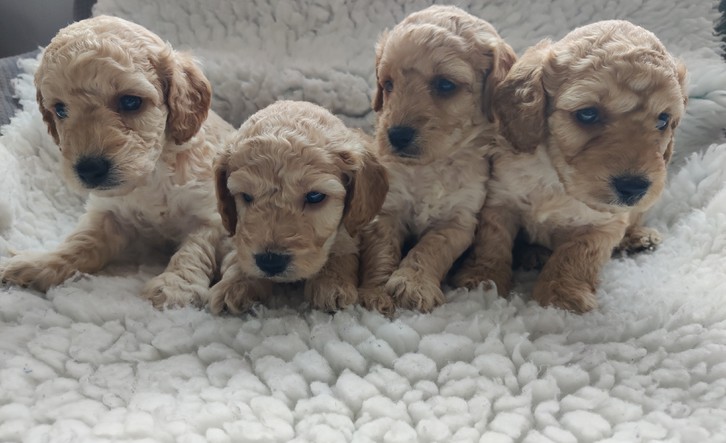 F1B Cockapoo puppies 3 F1B Cockapoo puppies Animals 3