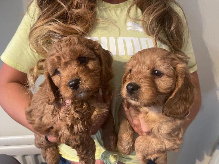 F1B cockapoo F1B cockapoo Animals