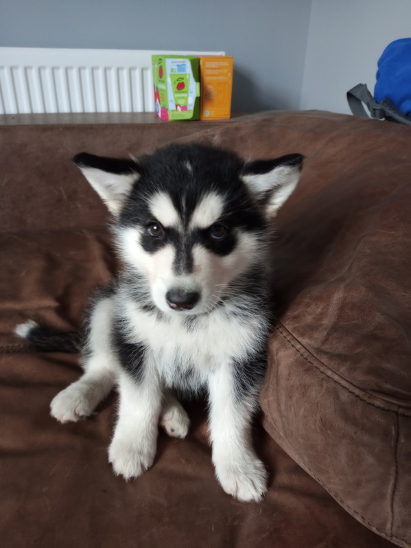 Female husky s 8 weeks old black n white Animals