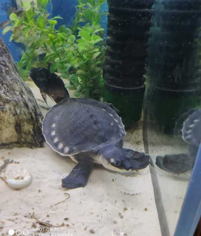 Fly River Turtles For Sale In Uk Animals