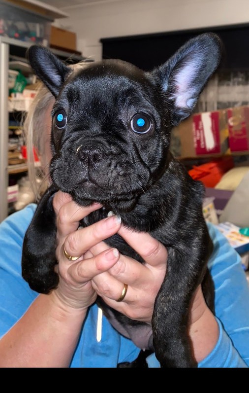 French Bulldog Puppies Girls Female Animals