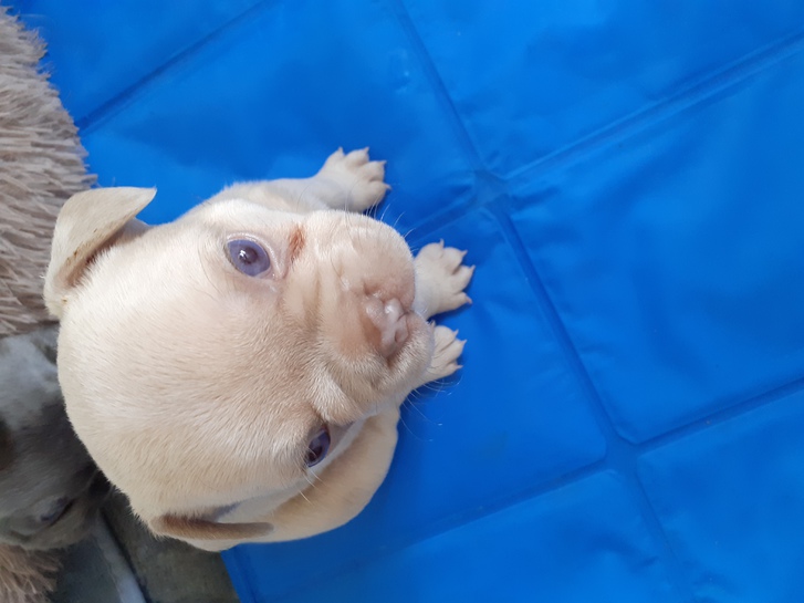 French bulldog puppies for sale  Animals