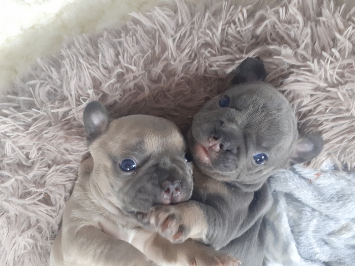 French bulldog puppies for sale  Animals 2