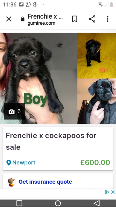 French bulldog x cockapoo Animals
