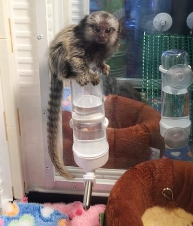 Full Papered pygmy marmoset Capuchin monkeys for sale Full Papered pygmy marmoset Capuchin monkeys for sale Animals