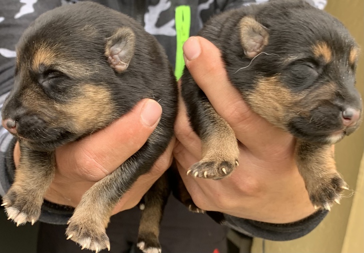 GERMAN SHEPHERD PUP GERMAN SHEPHERD PUP Animals