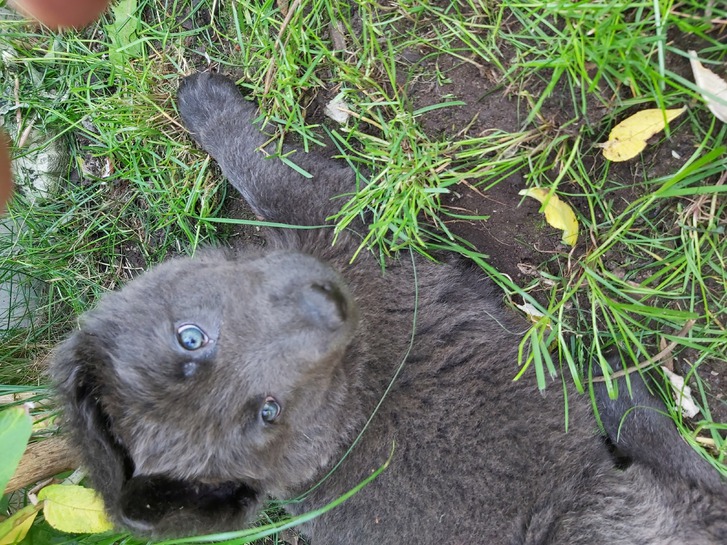 German Shepherd Rare Blue Puppies German Shepherd Rare Blue Puppies Animals