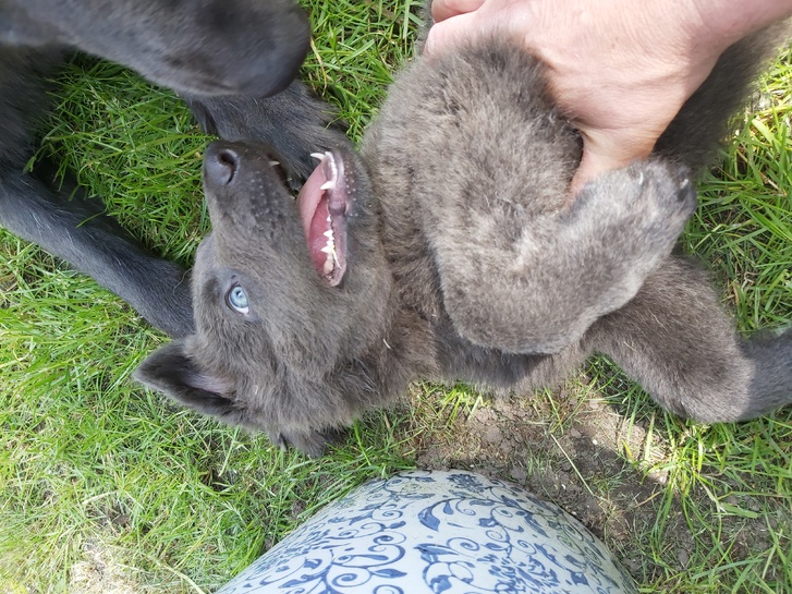 German Shepherd Rare Blue Puppies 3 German Shepherd Rare Blue Puppies Animals 3