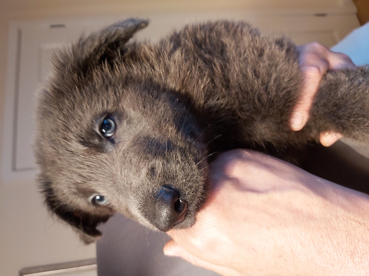 German Shepherd Rare Blue Puppies 4 German Shepherd Rare Blue Puppies Animals 4
