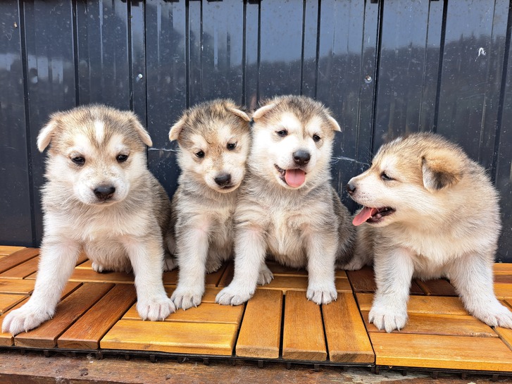 German shep x husky puppies first gen shepsky pups Animals