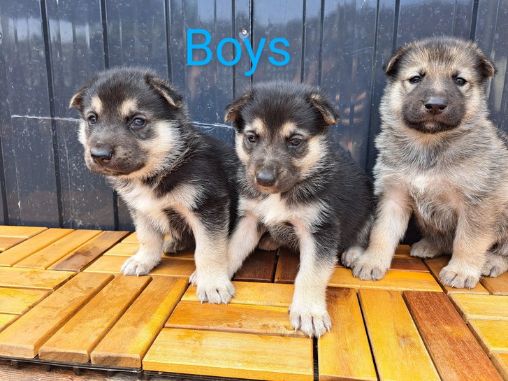 German shep x husky puppies first gen shepsky pups Animals 2