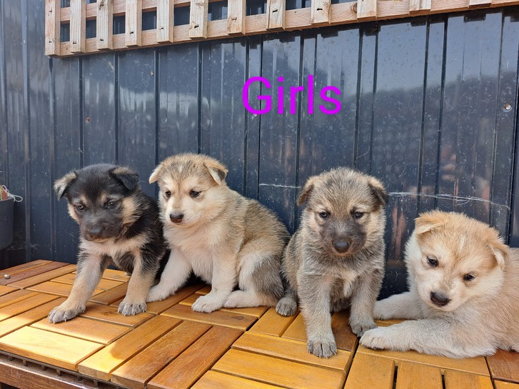 German shep x husky puppies first gen shepsky pups Animals 3