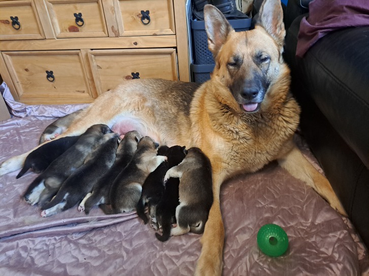 German shep x husky puppies first gen shepsky pups Animals 4