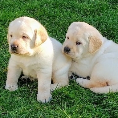Golden Retriever puppies Golden Retriever puppies Animals