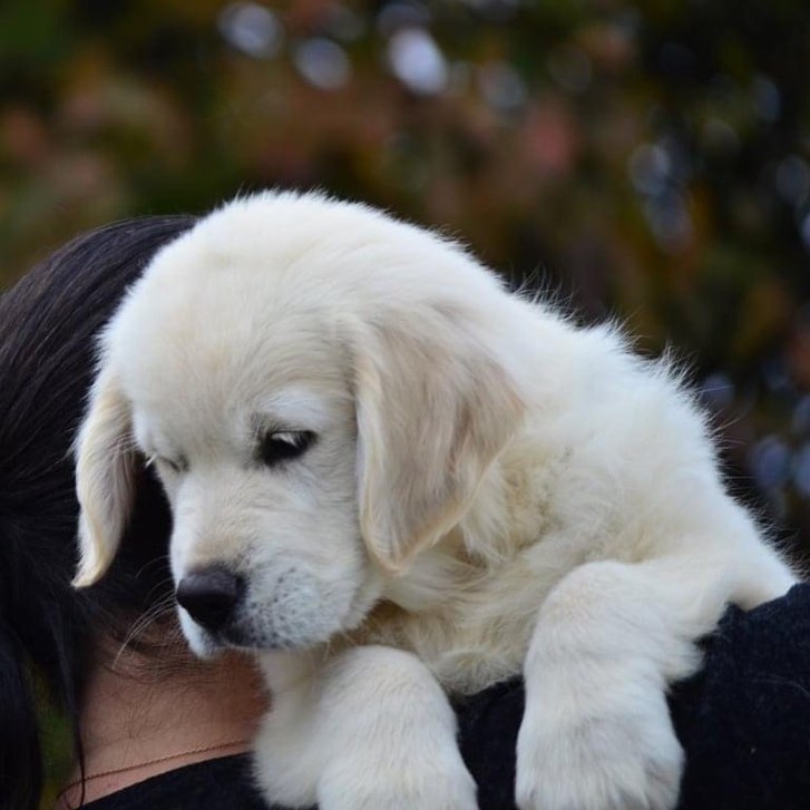 Golden Retriever puppies 3 Golden Retriever puppies Animals 3