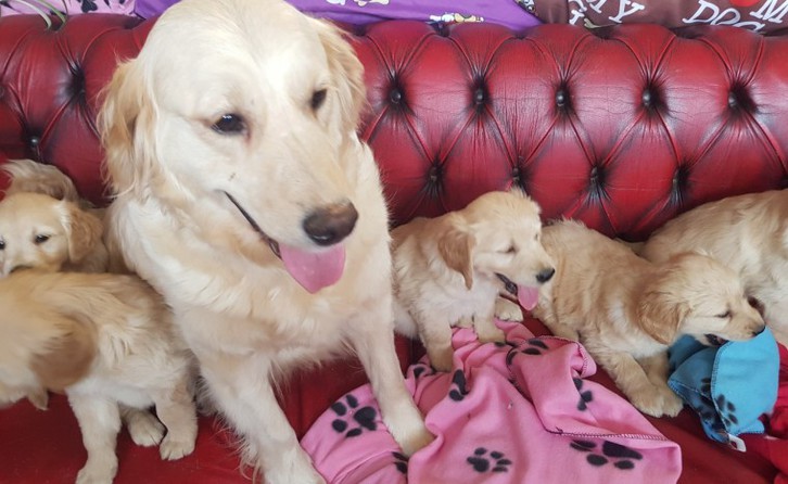Golden Retriever puppies available for good homes Animals