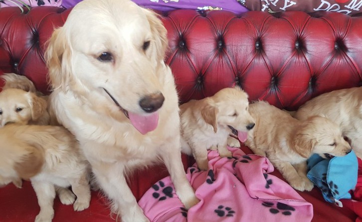 Golden Retriever puppies available for good homes Golden Retriever puppies available for good homes Animals