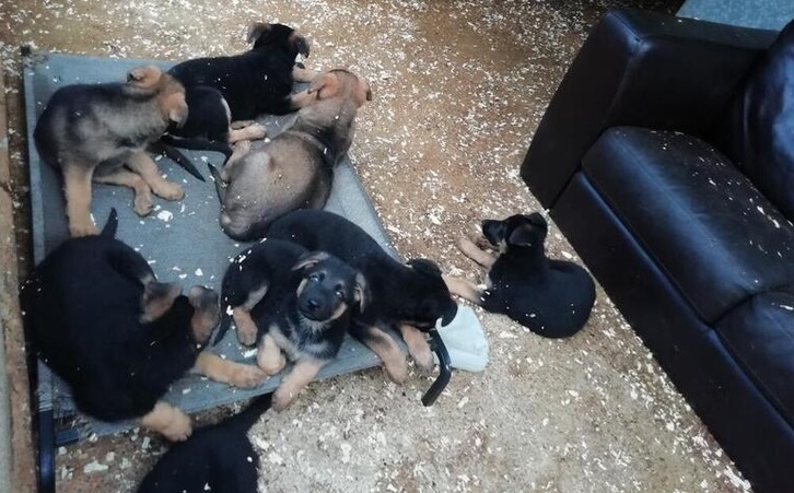 Gorgeous German Shepherd puppies Gorgeous German Shepherd puppies Animals