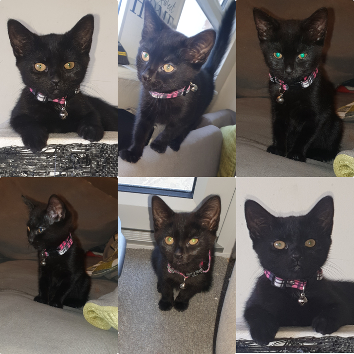Gorgeous,Loving,Playful female kitten Gorgeous,Loving,Playful female kitten Animals