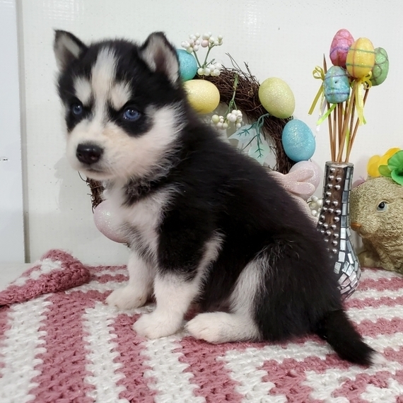 Gorgeous Siberian Husky Puppies Gorgeous Siberian Husky Puppies Animals