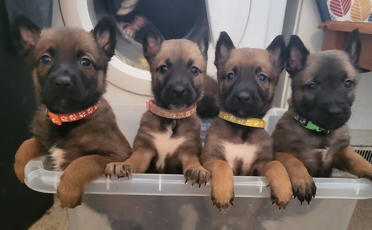 Gorgeous belgain malinois  Animals 3