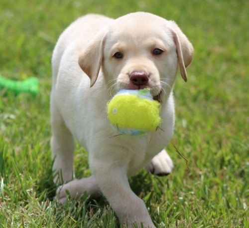 Heathy Labrador retriever puppy Heathy Labrador retriever puppy Animals
