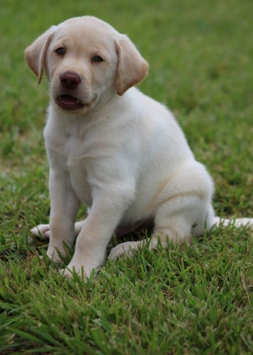 Heathy Labrador retriever puppy 2 Heathy Labrador retriever puppy Animals 2