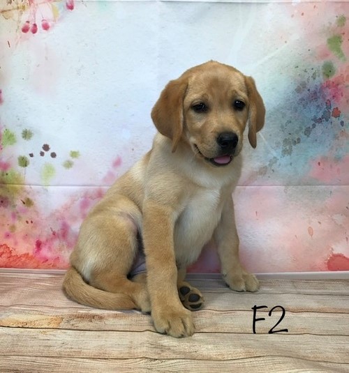 Heathy Labrador retriever puppy 3 Heathy Labrador retriever puppy Animals 3