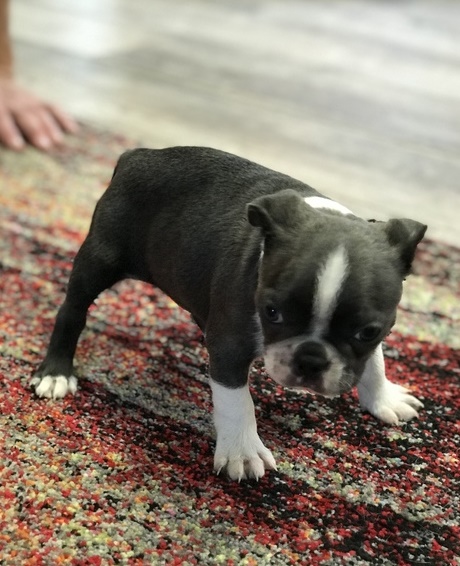 Home raised, friendly,family Boston Terrier puppies Animals