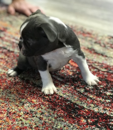 Home raised, friendly,family Boston Terrier puppies Animals 2