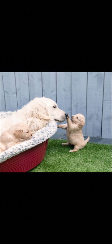 Kc Fully Health Tested Golden Retrievers Kc Fully Health Tested Golden Retrievers Animals