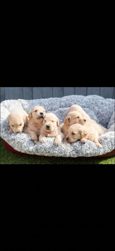 Kc Fully Health Tested Golden Retrievers 2 Kc Fully Health Tested Golden Retrievers Animals 2