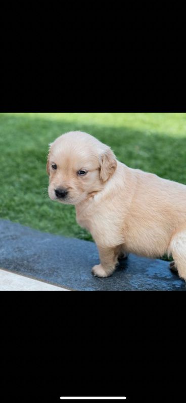 Kc Fully Health Tested Golden Retrievers 3 Kc Fully Health Tested Golden Retrievers Animals 3