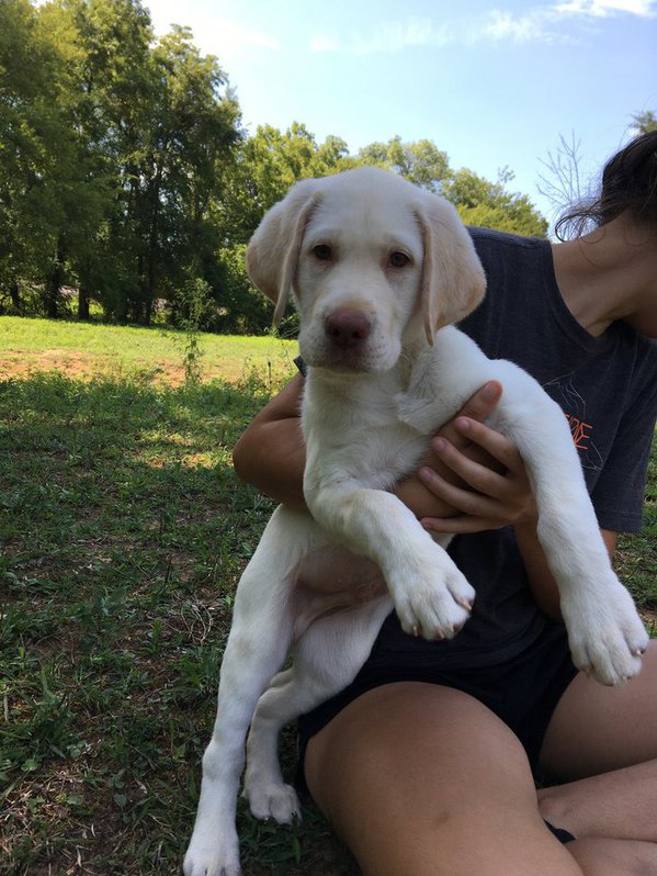 Kc Reg Labrador Retriever Pups For Sale. Kc Reg Labrador Retriever Pups For Sale. Animals