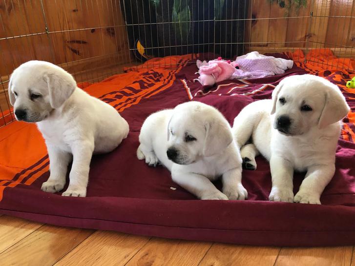 Kc Reg Labrador Retriever Pups For Sale. 2 Kc Reg Labrador Retriever Pups For Sale. Animals 2