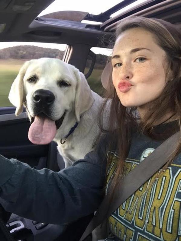 Kc Reg Labrador Retriever Pups For Sale. 3 Kc Reg Labrador Retriever Pups For Sale. Animals 3