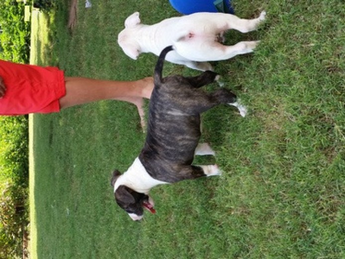 Kc Reg Pedigree English Bull Terrier Pups Ready Kc Reg Pedigree English Bull Terrier Pups Ready Animals