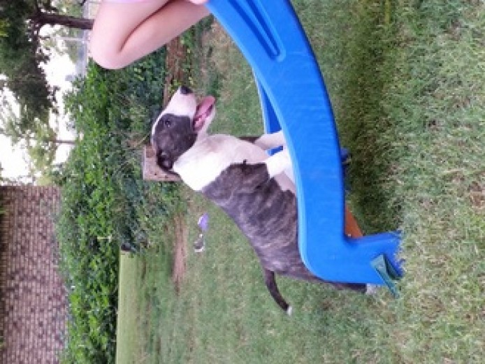 Kc Reg Pedigree English Bull Terrier Pups Ready 2 Kc Reg Pedigree English Bull Terrier Pups Ready Animals 2
