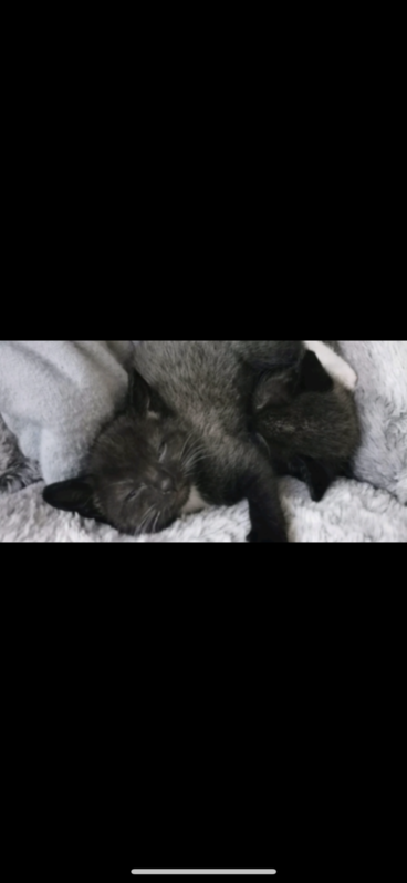 Kittens Kittens Animals