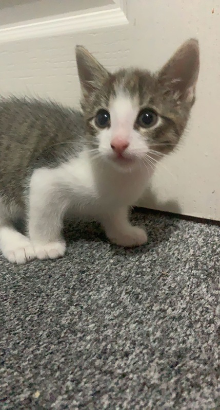 Kittens 2 Kittens Animals 2