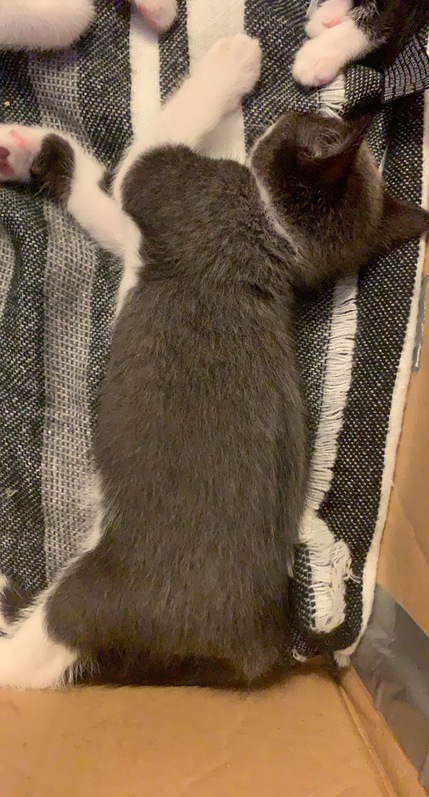 Kittens 3 Kittens Animals 3