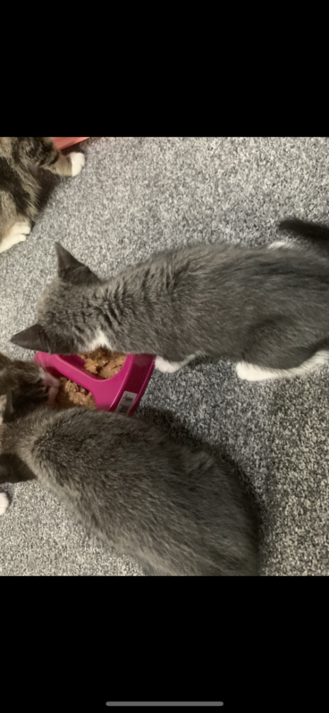 Kittens 4 Kittens Animals 4